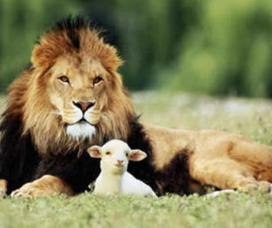 lion-and-the-lamb