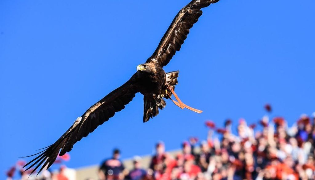 war-eagle-1