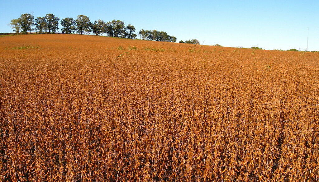 Indiana Cornfields