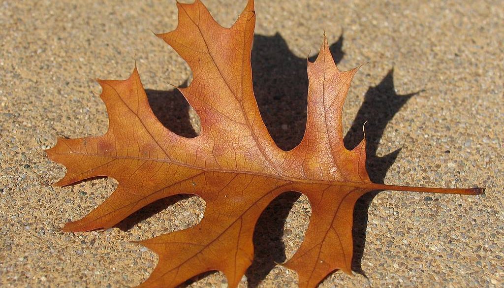 oak_red_leaf