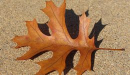 oak_red_leaf